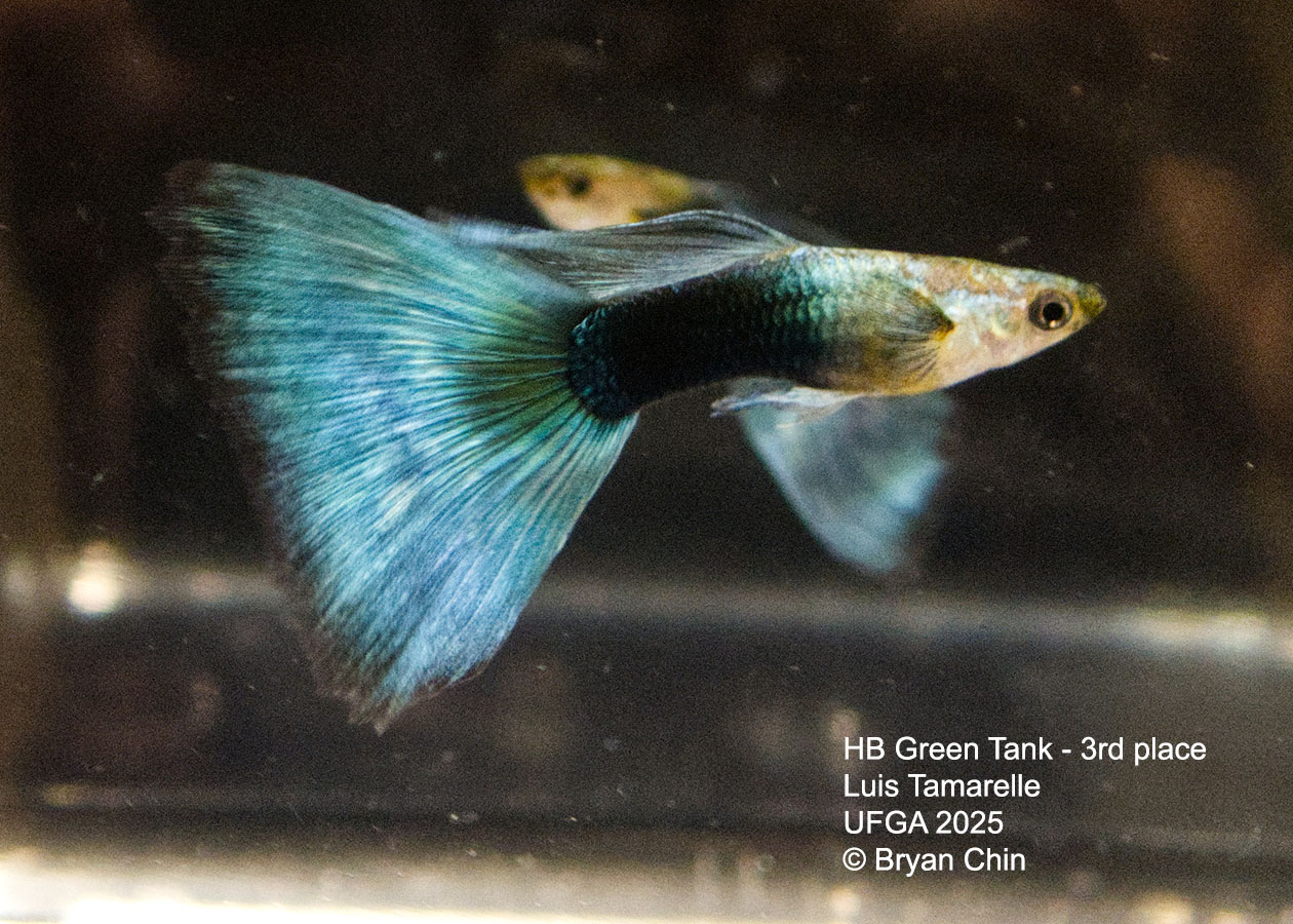 Guppy HB Green